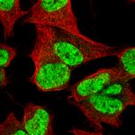 CUX1 Antibody in Immunocytochemistry (ICC/IF)