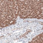 G6PC Antibody in Immunohistochemistry (Paraffin) (IHC (P))