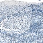 Carboxypeptidase A1 Antibody in Immunohistochemistry (Paraffin) (IHC (P))