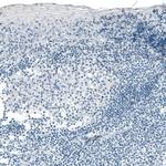 Carboxypeptidase A1 Antibody in Immunohistochemistry (Paraffin) (IHC (P))