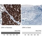 Carboxypeptidase A1 Antibody