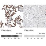 ITGA3 Antibody