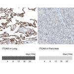 ITGA8 Antibody