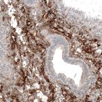 ITGA8 Antibody in Immunohistochemistry (Paraffin) (IHC (P))