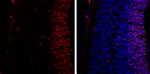 SOX2 Antibody in Immunohistochemistry (Frozen) (IHC (F))