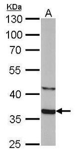 SOX2 Antibody in Western Blot (WB)