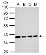 SOX2 Antibody in Western Blot (WB)