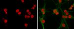 SOX2 Antibody in Immunocytochemistry (ICC/IF)