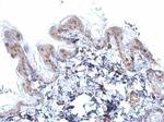 SOX2 Antibody in Immunohistochemistry (Paraffin) (IHC (P))