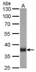 SOX2 Antibody in Western Blot (WB)