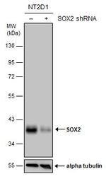 SOX2 Antibody in Western Blot (WB)