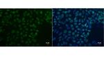 OCT4 Antibody in Immunocytochemistry (ICC/IF)