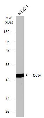 OCT4 Antibody in Western Blot (WB)