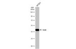 OCT4 Antibody in Western Blot (WB)