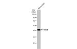 OCT4 Antibody in Western Blot (WB)