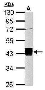 OCT4 Antibody in Western Blot (WB)