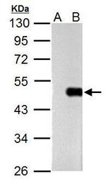 OCT4 Antibody in Western Blot (WB)