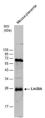 LIN28A Antibody in Western Blot (WB)