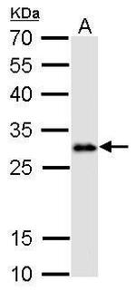 LIN28A Antibody in Western Blot (WB)