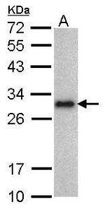 LIN28A Antibody in Western Blot (WB)