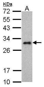 LIN28A Antibody in Western Blot (WB)