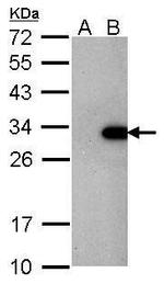 LIN28A Antibody in Western Blot (WB)