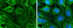 GLO1 Antibody in Immunocytochemistry (ICC/IF)