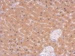 GLO1 Antibody in Immunohistochemistry (Paraffin) (IHC (P))