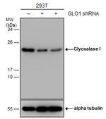 GLO1 Antibody in Western Blot (WB)