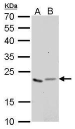 GLO1 Antibody in Western Blot (WB)