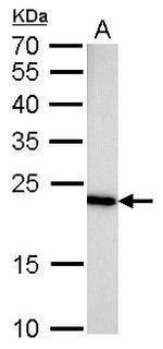 GLO1 Antibody in Western Blot (WB)