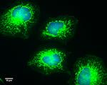 COX4 Antibody in Immunocytochemistry (ICC/IF)