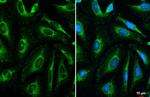 COX4 Antibody in Immunocytochemistry (ICC/IF)