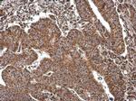 COX4 Antibody in Immunohistochemistry (Paraffin) (IHC (P))