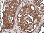 COX4 Antibody in Immunohistochemistry (Paraffin) (IHC (P))