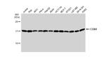 COX4 Antibody in Western Blot (WB)