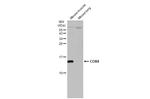 COX4 Antibody in Western Blot (WB)