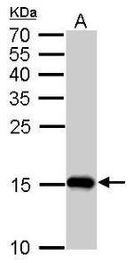 COX4 Antibody in Western Blot (WB)