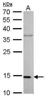 COX4 Antibody in Western Blot (WB)