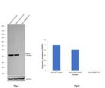 HMGB1 Antibody in Western Blot (WB)