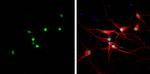 HMGB1 Antibody in Immunocytochemistry (ICC/IF)