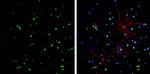 HMGB1 Antibody in Immunocytochemistry (ICC/IF)