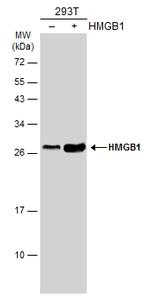 HMGB1 Antibody in Western Blot (WB)