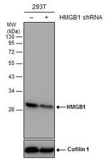 HMGB1 Antibody in Western Blot (WB)