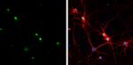 HMGB1 Antibody in Immunocytochemistry (ICC/IF)