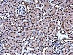 HMGB1 Antibody in Immunohistochemistry (Paraffin) (IHC (P))