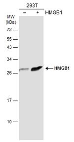 HMGB1 Antibody in Western Blot (WB)