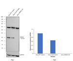 HMGB1 Antibody in Western Blot (WB)