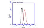 p21 Antibody in Flow Cytometry (Flow)