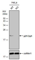 p21 Antibody in Western Blot (WB)